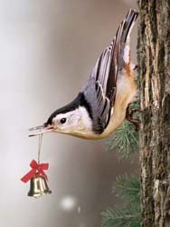 Home of the Best Birdfood in Town