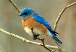 Home of the Best Birdfood in Town