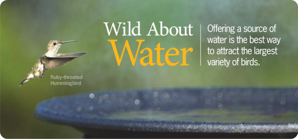 wildaboutwater