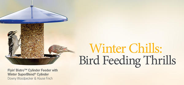 winterfeeding